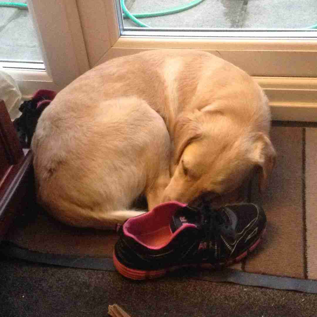 Sirius curled up