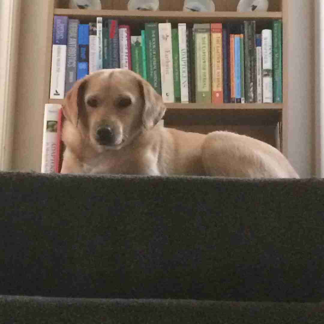 Sirius top of the stairs