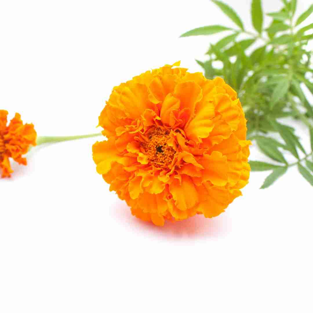 Calendula flower head with green leaf in background