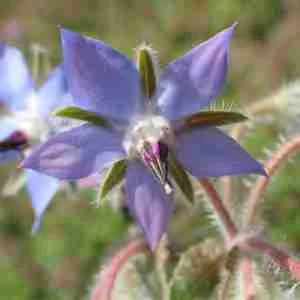 Borage